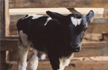 4-Month-old calf raped by youth in UP, dies